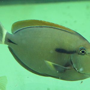 Epaulette surgeonfish - Acanthurus nigricauda