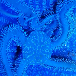 Ophiarachna incrassata