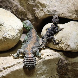 Oman Spiny-Tailed Lizard & Orange-Spotted Starred Agama