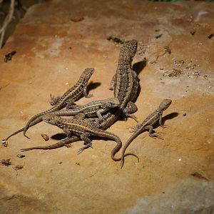 Red-Sided Curly-Tailed Lizards
