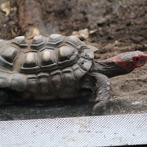 "Cherry" Red-Footed Tortoise