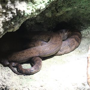 Puerto Rican Boa