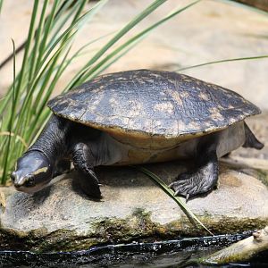 Red-Bellied Short-Necked Turtle