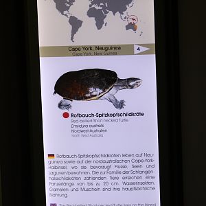 Red-Bellied Short-Necked Turtle