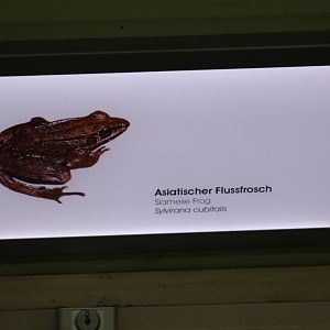 Siam Stream Frog Signage