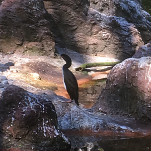 Guanay cormorant