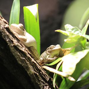 Berlin Zoo- Treefrog ID?