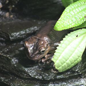 Berlin Zoo- Frog ID?