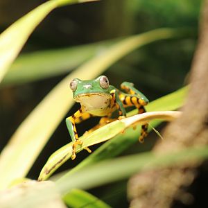 Tiger-Striped Leaf Frog