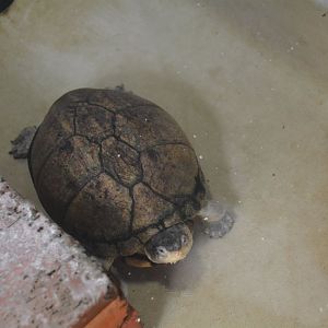 Pelusios species, ID?