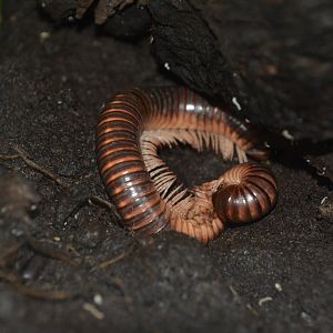 Mardonius parilis acuticonus?