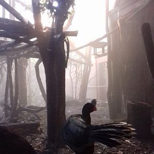 Clore Rainforest Lookout