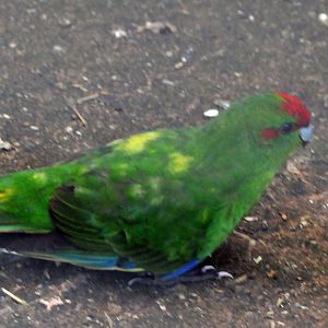 BIRMINGHAM BOTANICAL GARDENS ID OF SPECIES PLEASE