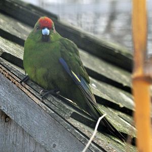 BIRMINGHAM BOTANICAL GARDENS ID OF SPECIES PLEASE