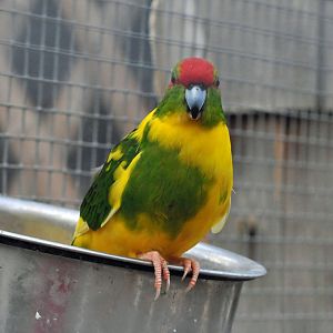 BIRMINGHAM BOTANICAL GARDENS ID OF SPECIES PLEASE