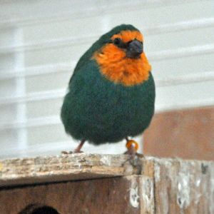 BIRMINGHAM BOTANICAL GARDENS ID OF SPECIES PLEASE