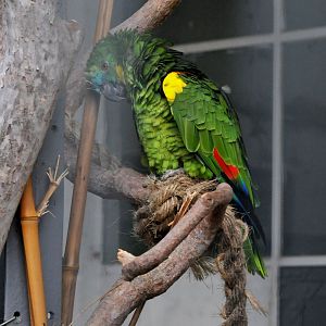 BIRMINGHAM BOTANICAL GARDENS ID OF SPECIES PLEASE