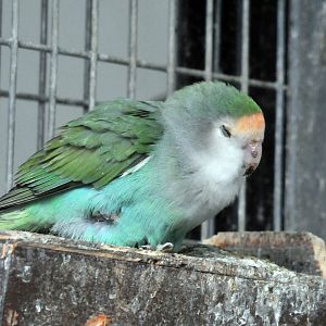 BIRMINGHAM BOTANICAL GARDENS ID OF SPECIES PLEASE