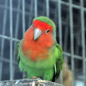 BIRMINGHAM BOTANICAL GARDENS ID OF SPECIES PLEASE