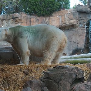 Northwest Passage - Polar Bear Exhibit
