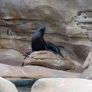 Northwest Passage - California Sea Lion Exhibit