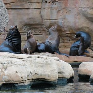Northwest Passage - California Sea Lion Exhibit