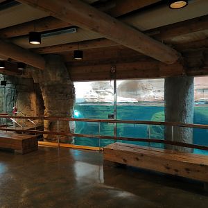 Northwest Passage - California Sea Lion Exhibit - Underwater Viewing