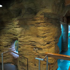 Northwest Passage - California Sea Lion Exhibit - Underwater Viewing
