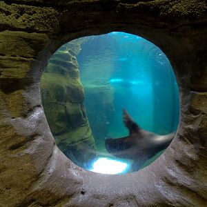 Northwest Passage - California Sea Lion Exhibit - Underwater Viewing