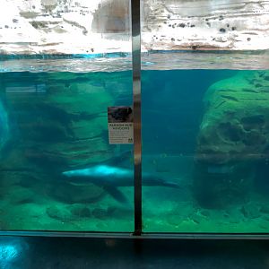 Northwest Passage - California Sea Lion Exhibit - Underwater Viewing
