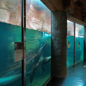 Northwest Passage - California Sea Lion Exhibit - Underwater Viewing
