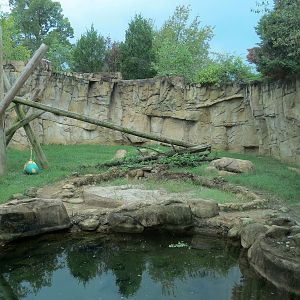Northwest Passage - American Black Bear Exhibit