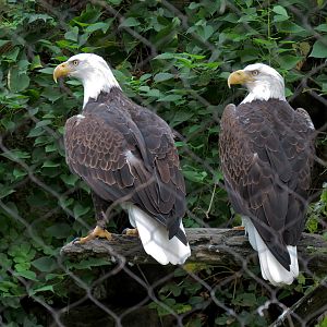 Northwest Passage - Bald Eagle and Raven Exhibit