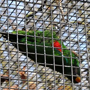 BIRMINGHAM BOTANICAL GARDENS SPECIES ID PLEASE? (NOT A GOOD PHOTOGRAPH I KNOW