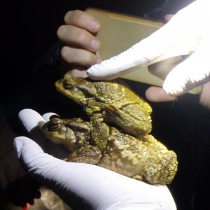 Bufo spinosus