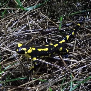 Salamandra salamandra