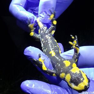 Salamandra salamandra