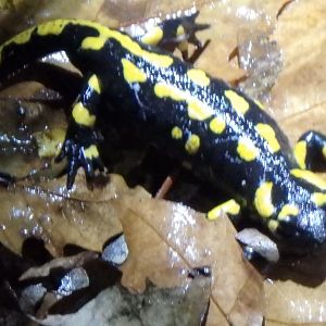 Salamandra salamandra