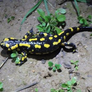 Salamandra salamandra