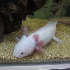 Axolotl