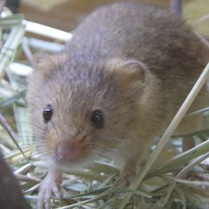 European harvest mouse