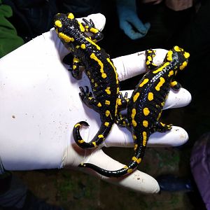 Salamandra salamandra