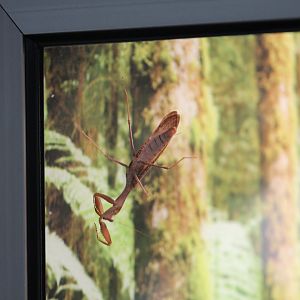 Berlin Zoo- Mantis ID?
