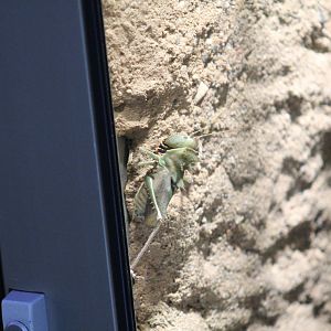 Berlin Zoo- Eumegalodon sp. ID?