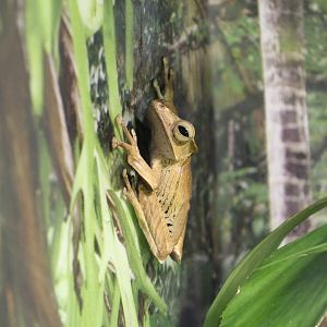 Borneo Eared Frog
