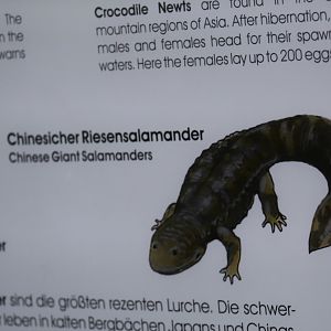 Odd-Looking Giant Salamander
