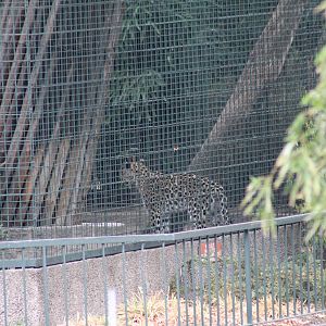 Berlin's Last Jaguar