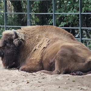 Plains Bison