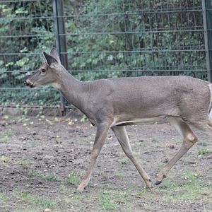 White-Tailed Deer