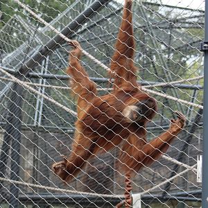 Sumatran Orangutan